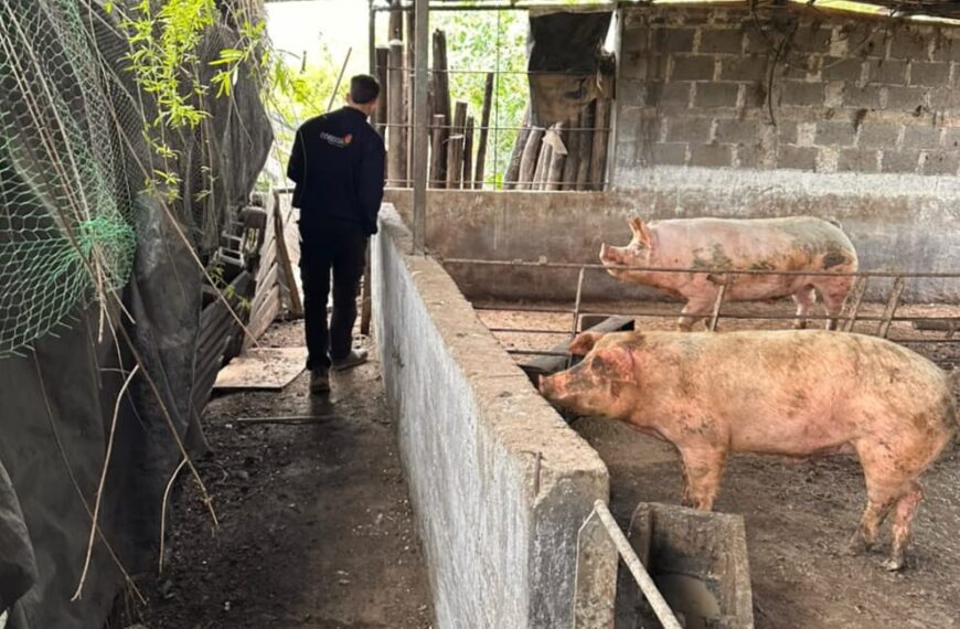 Río Tercero: interdictaron 50 porcinos tras detectar irregularidades sanitarias en criaderos