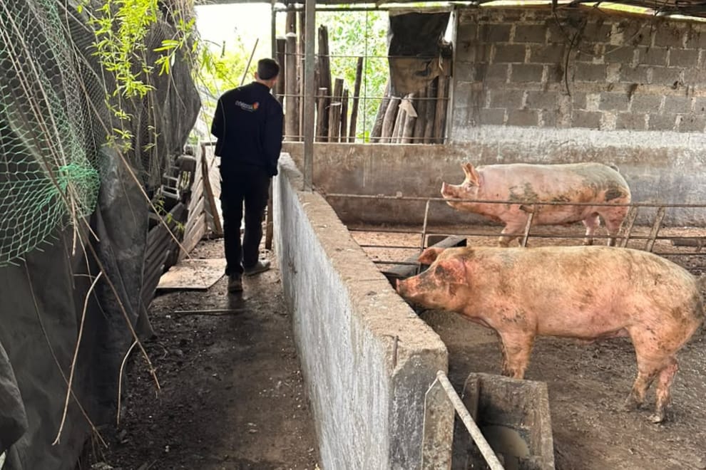 Río Tercero: interdictaron 50 porcinos tras detectar irregularidades sanitarias en criaderos-La Ola Digital