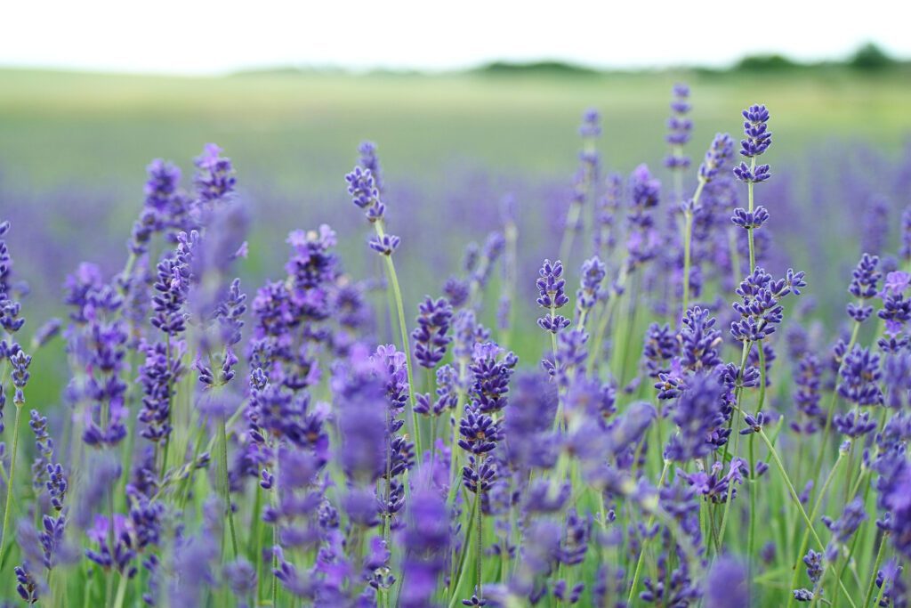 Los Reartes será sede del 1° Encuentro de Aromáticas del Valle-La Ola Digital