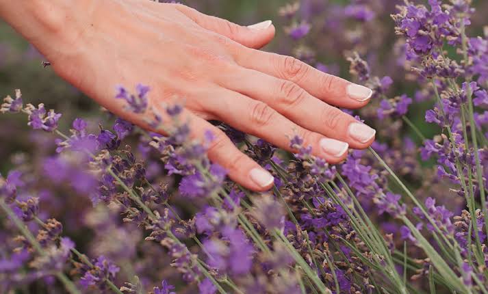 Los Reartes fue sede del primer Encuentro de Aromáticas del Valle-La Ola Digital